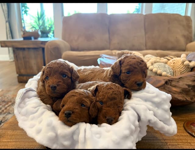 Poodle Puppies media 4