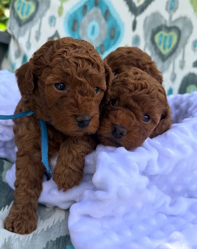 Poodle Puppies media 11