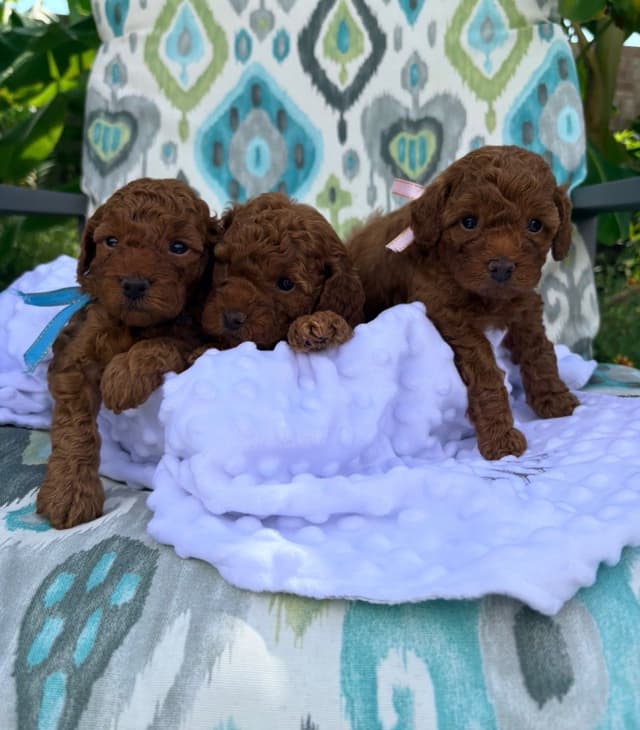 Poodle Puppies media 9