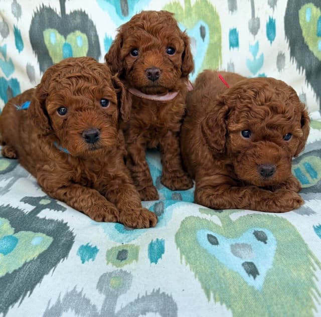 Poodle Puppies media 10