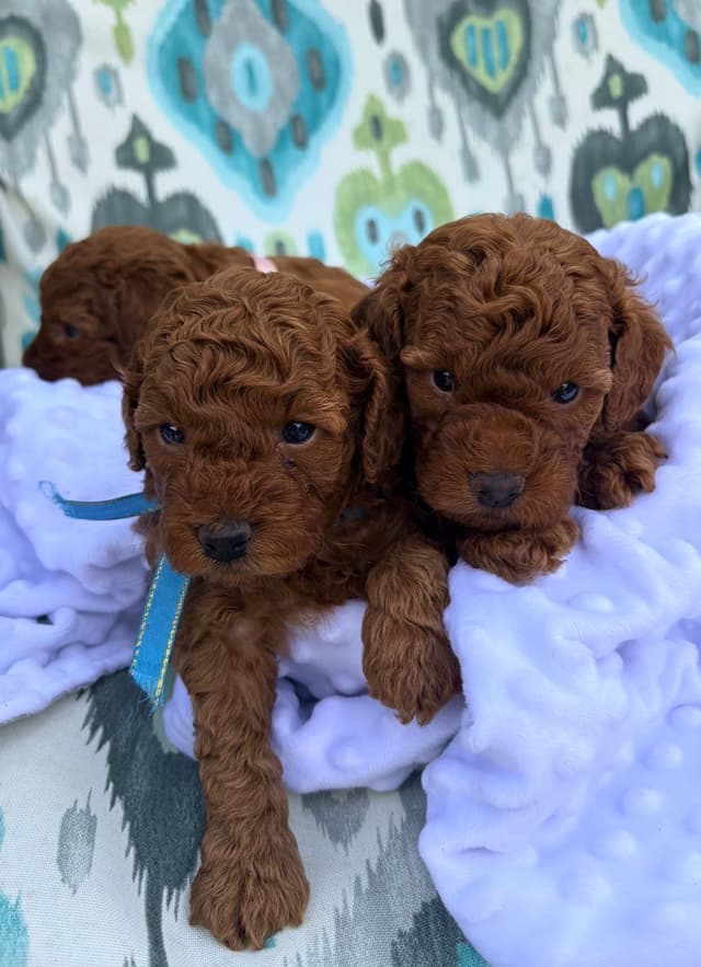 Poodle Puppies media 12