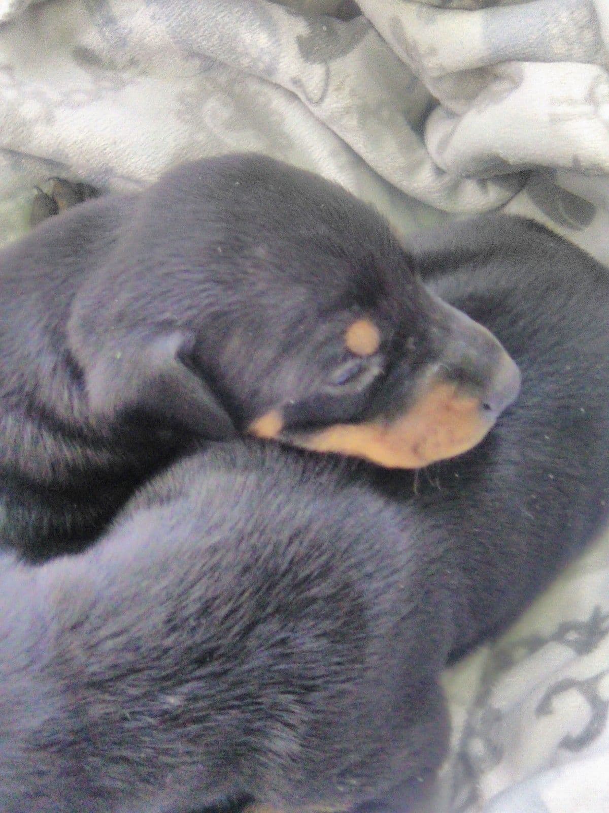 Doberman Pinscher Puppies breeder image 4