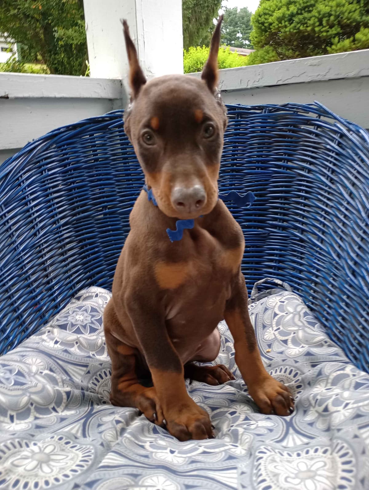 Doberman Pinscher Puppies breeder image 6