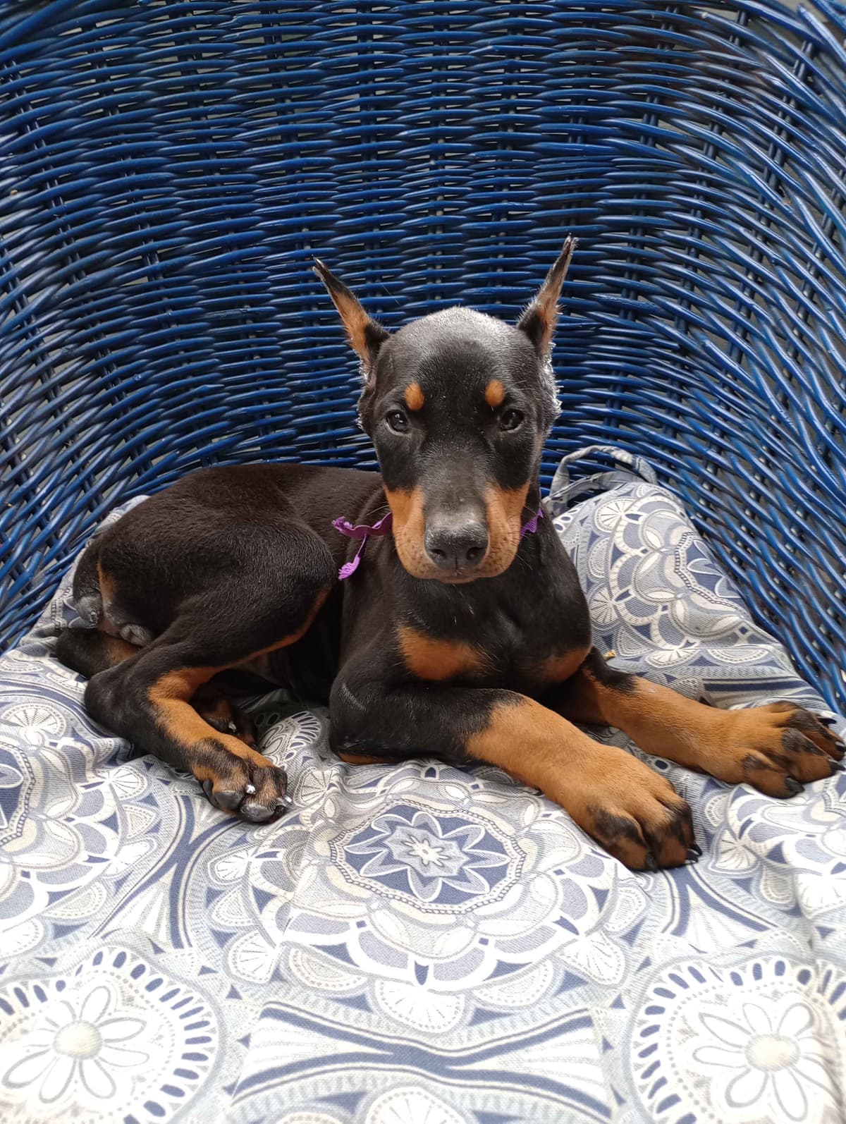 Doberman Pinscher Puppies breeder image 1