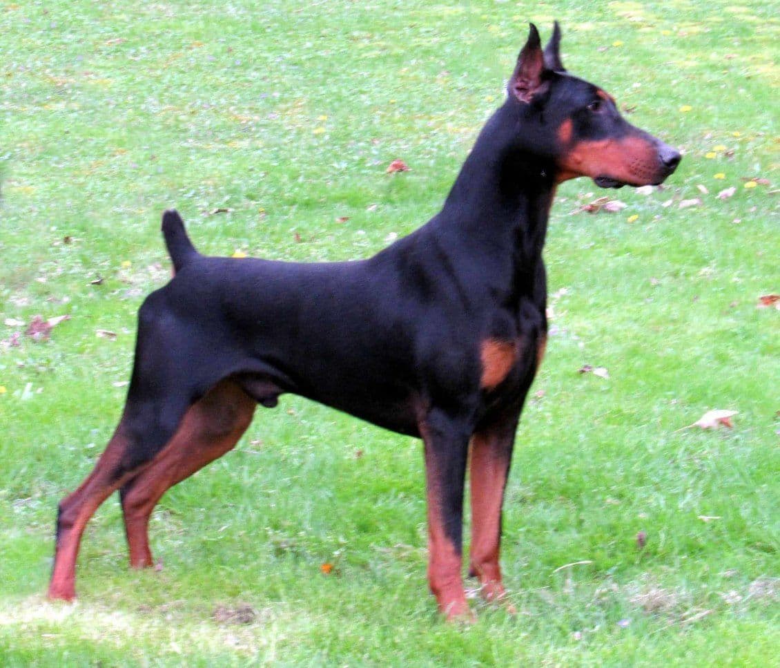 Doberman Pinscher Puppies breeder image 2