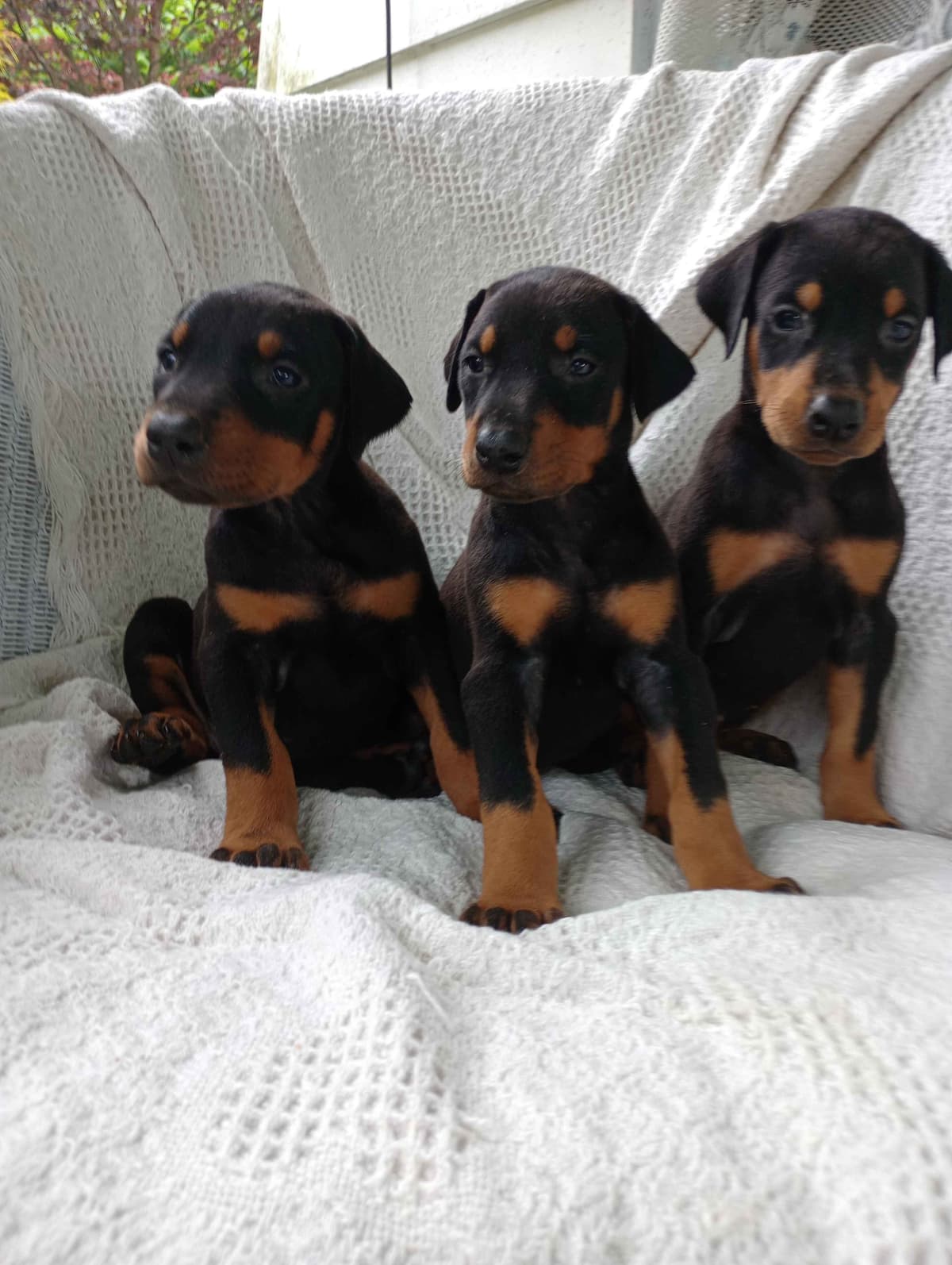 Doberman Pinscher Puppies breeder image 9