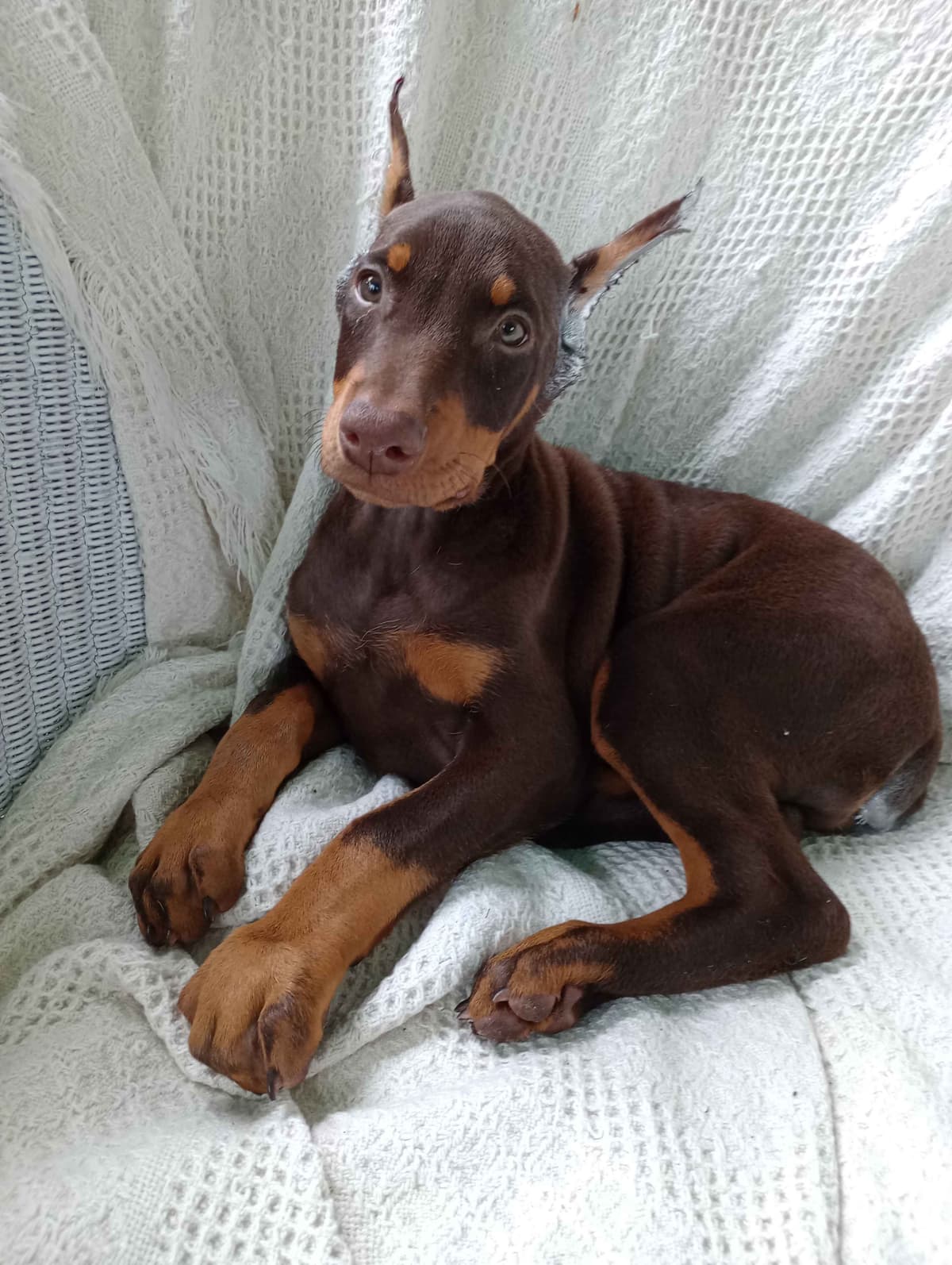 Doberman Pinscher Puppies breeder image 11