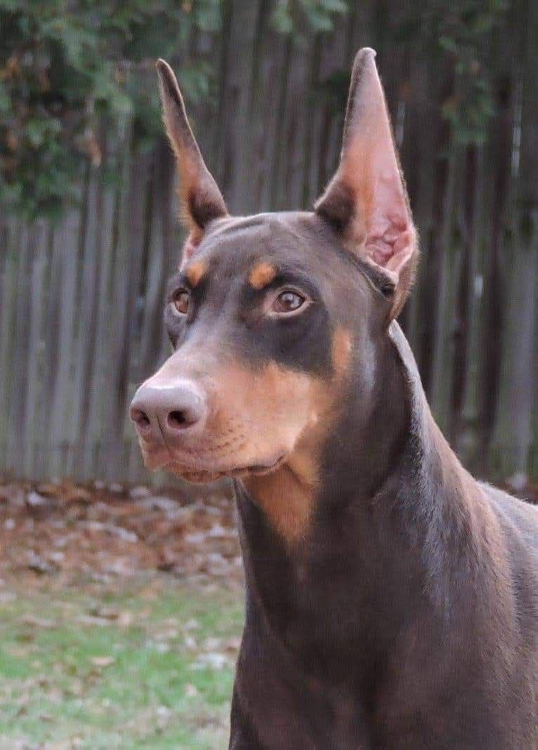 Doberman Pinscher Puppies breeder image 12