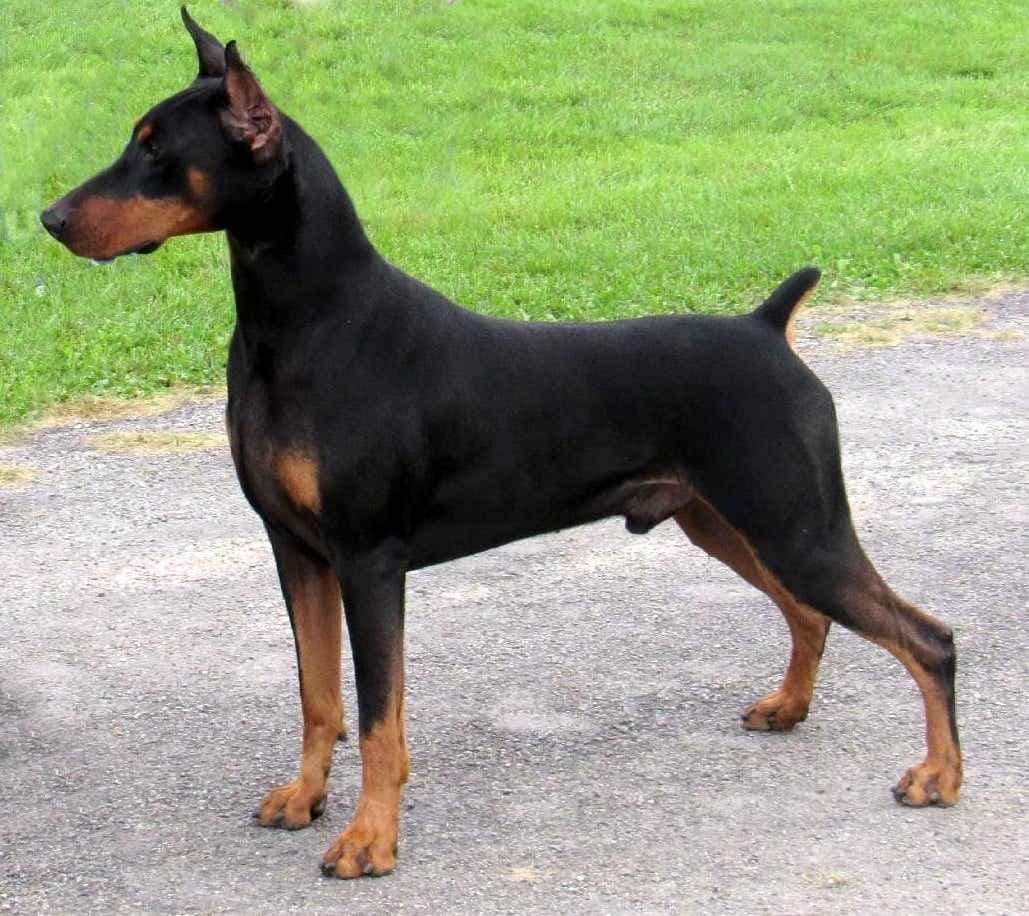 Doberman Pinscher Puppies breeder image 13