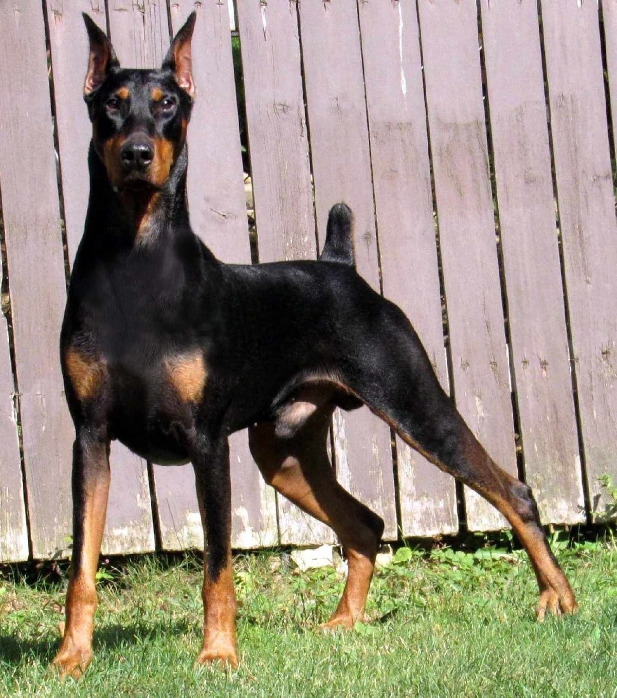 Doberman Pinscher Puppies breeder image 15