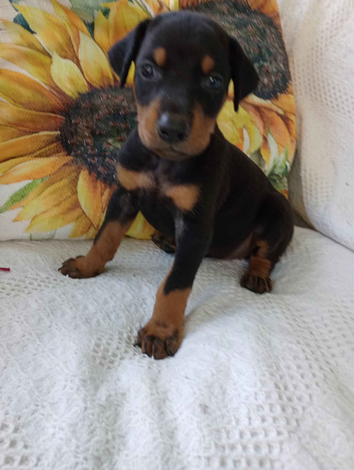 Doberman Pinscher Puppies breeder image 16