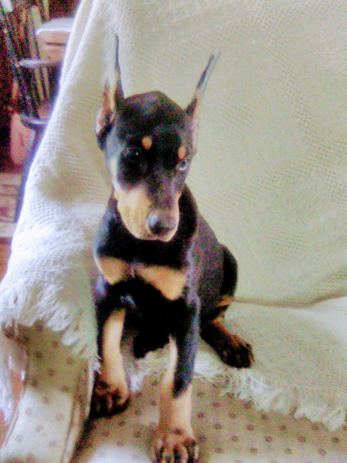 Doberman Pinscher Puppies breeder image 17