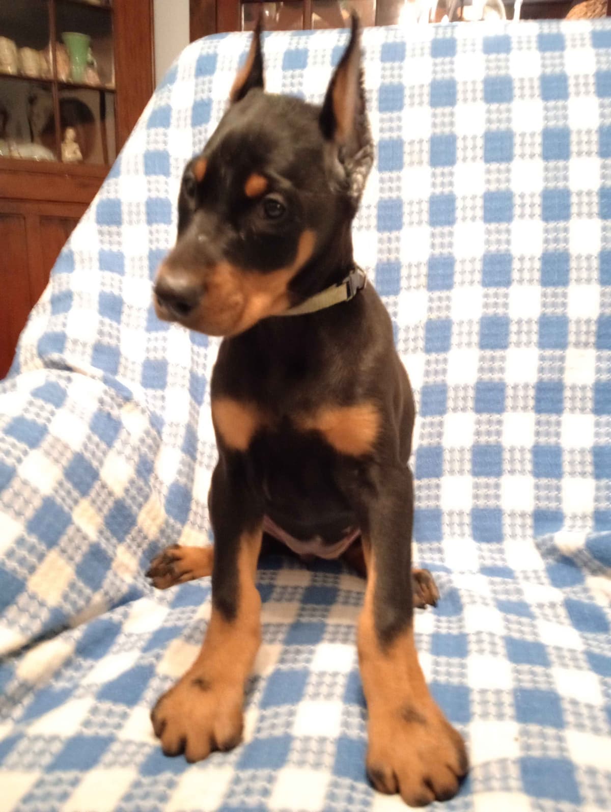 Doberman Pinscher Puppies breeder image 18