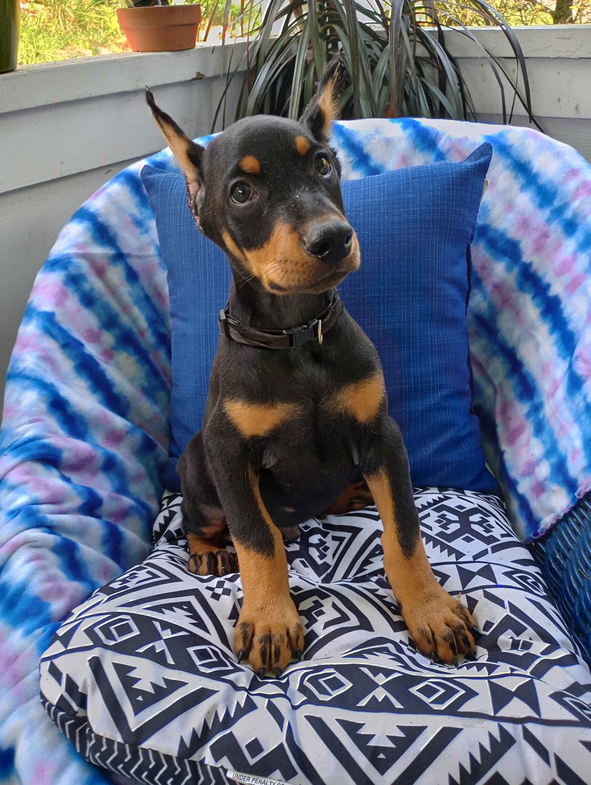 Doberman Pinscher Puppies breeder image 20