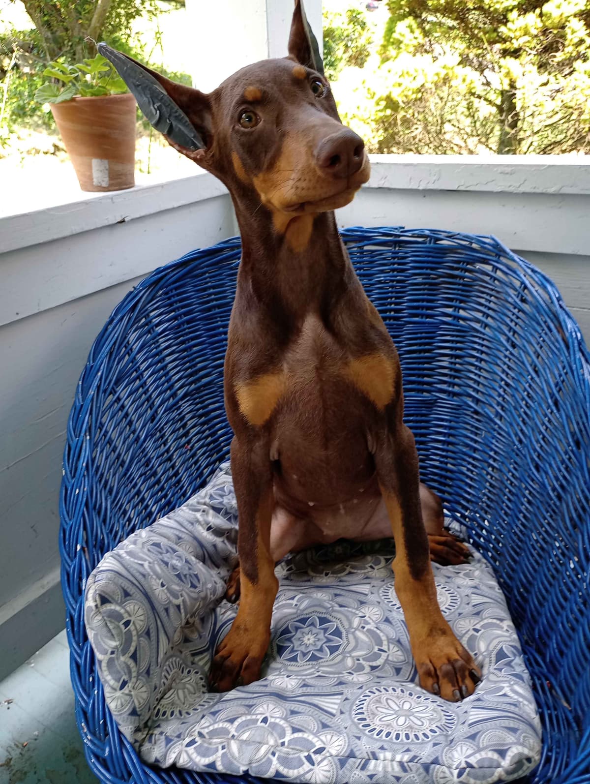 Doberman Pinscher Puppies breeder image 21