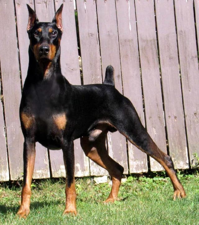 Doberman Pinscher Puppies media 4