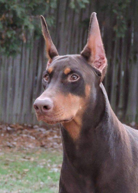 Doberman Pinscher Puppies media 5