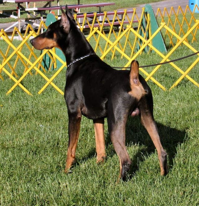 Doberman Pinscher Puppies media 6