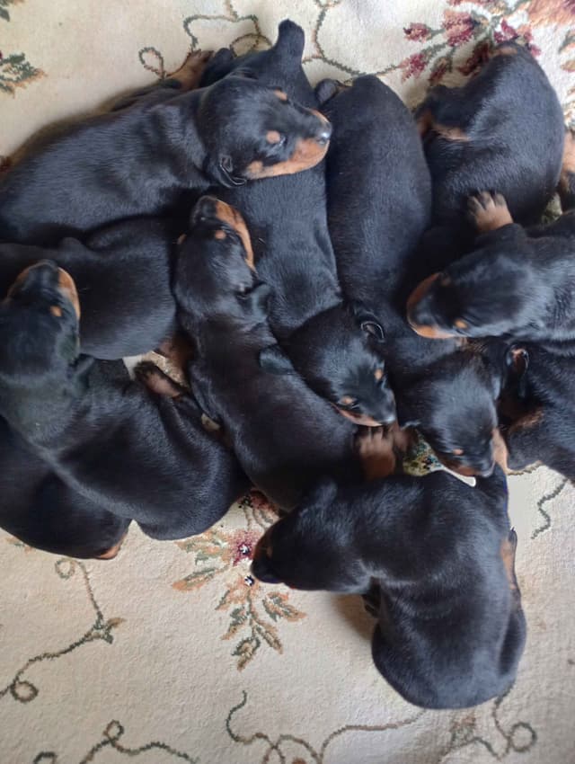 Doberman Pinscher Puppies media 7