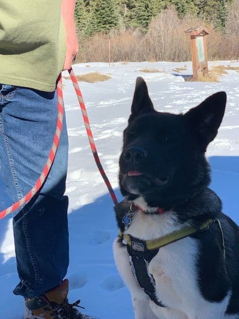 Painted Desert Akita Puppies breeder image 1