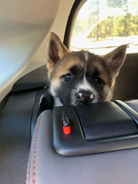 Painted Desert Akita Puppies breeder image 3