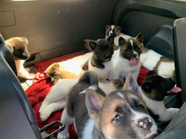 Painted Desert Akita Puppies breeder image 5