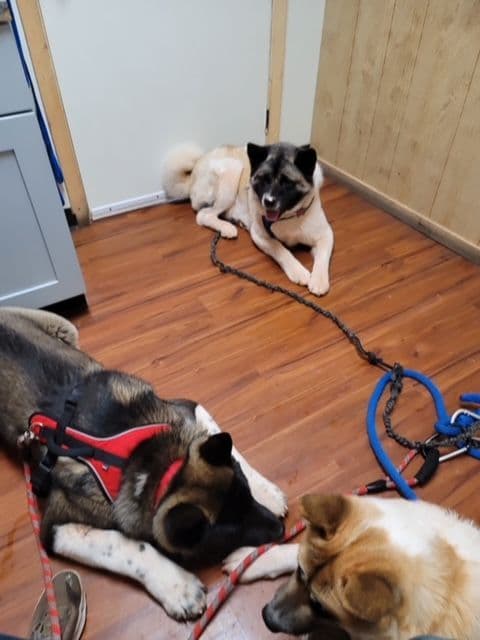 Painted Desert Akita Puppies breeder image 6