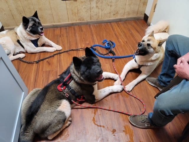 Painted Desert Akita Puppies breeder image 7