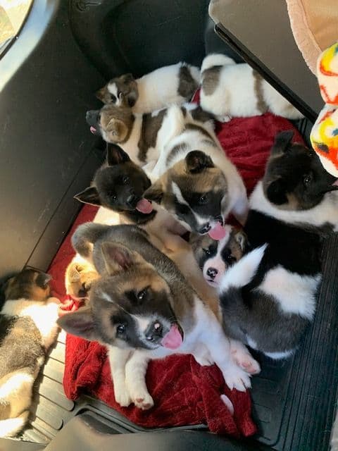 Painted Desert Akita Puppies breeder image 8