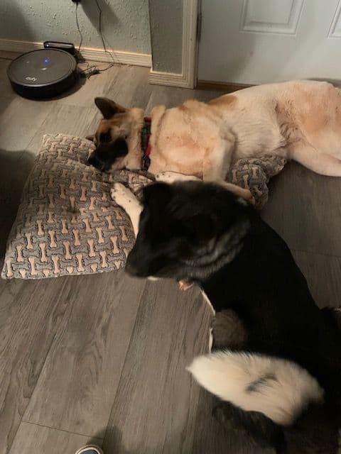 Painted Desert Akita Puppies breeder image 9