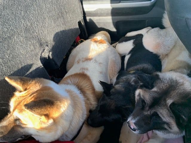 Painted Desert Akita Puppies breeder image 10