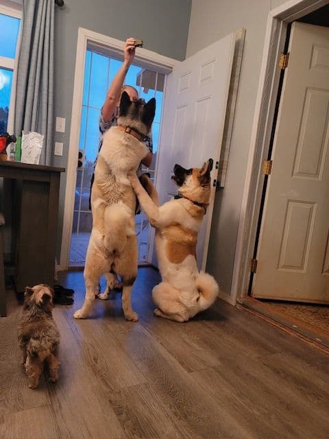 Painted Desert Akita Puppies breeder image 11