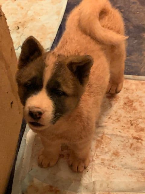 Painted Desert Akita Puppies breeder image 12