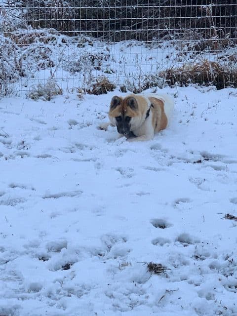 Painted Desert Akita Puppies breeder image 14