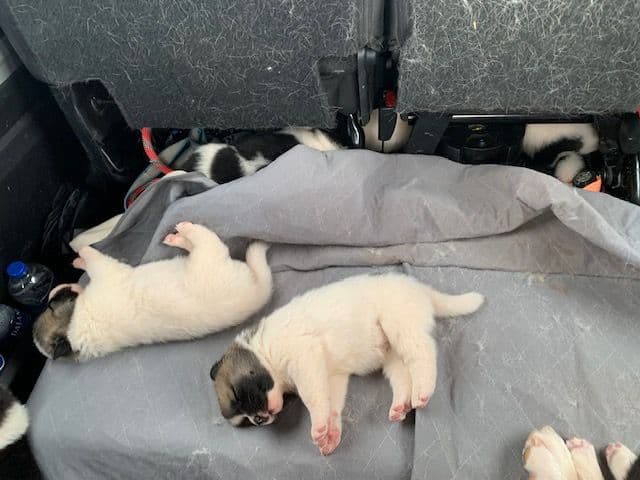 Painted Desert Akita Puppies breeder image 16