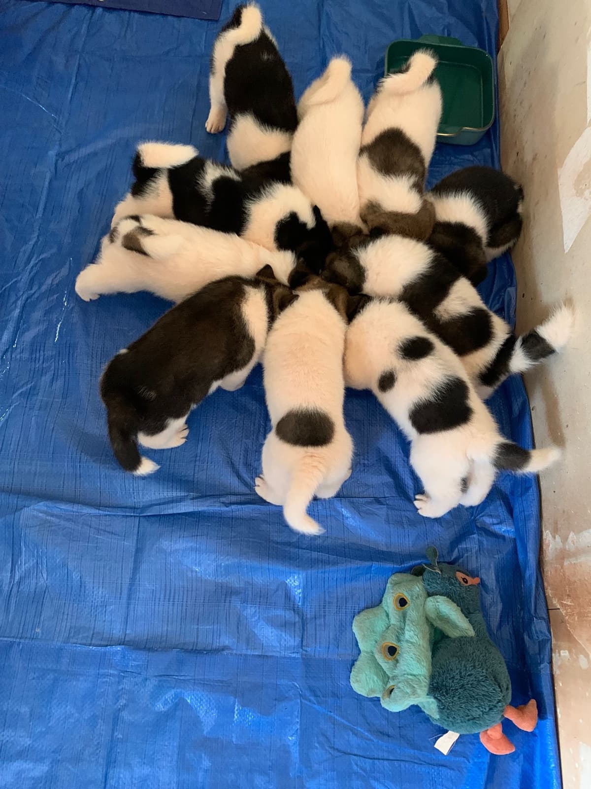 Painted Desert Akita Puppies breeder image 20