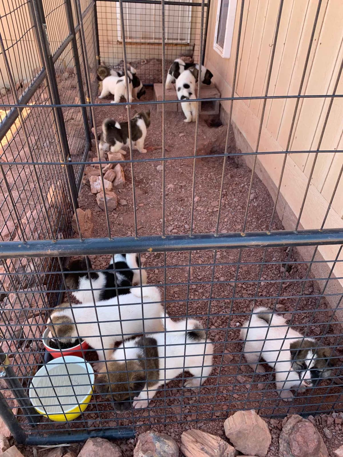 Painted Desert Akita Puppies breeder image 21