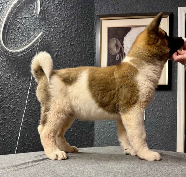 Painted Desert Akita Puppies media 2