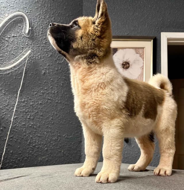Painted Desert Akita Puppies media 3