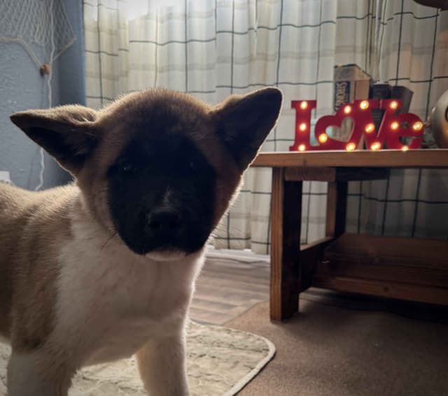 Painted Desert Akita Puppies media 4