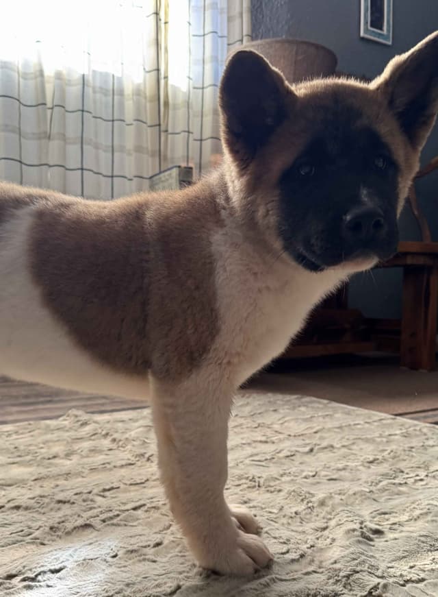 Painted Desert Akita Puppies media 5