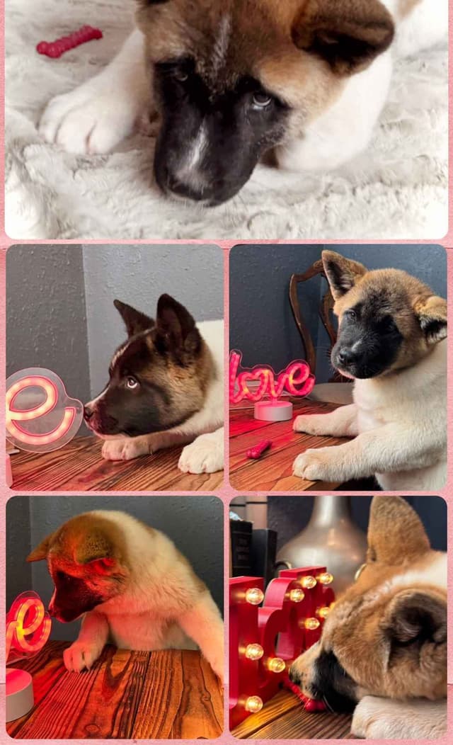 Painted Desert Akita Puppies media 6