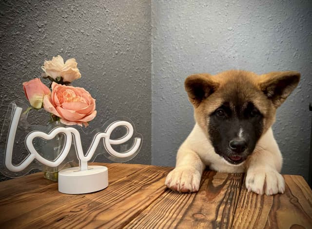 Painted Desert Akita Puppies media 7