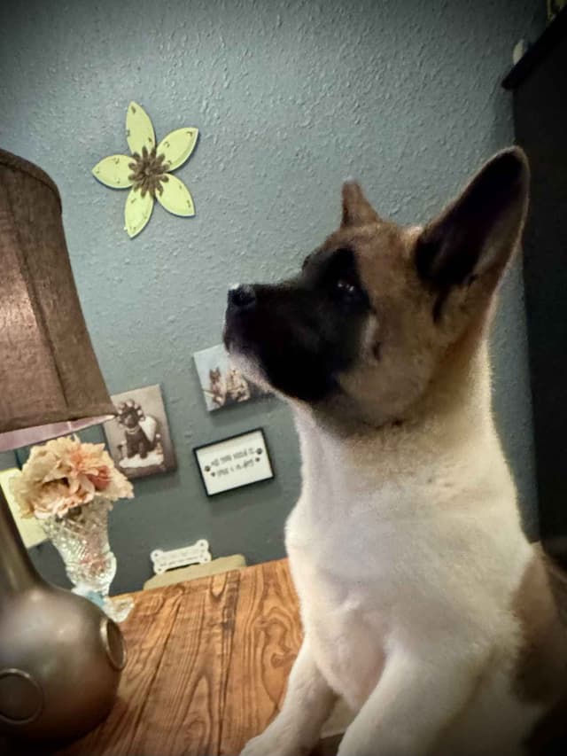 Painted Desert Akita Puppies media 8