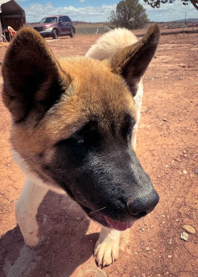 Painted Desert Akita Puppies media 9