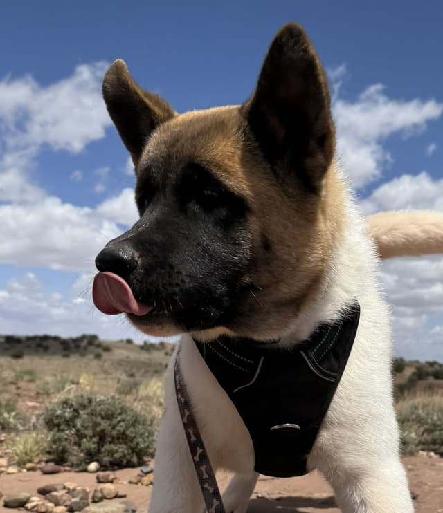 Painted Desert Akita Puppies media 10