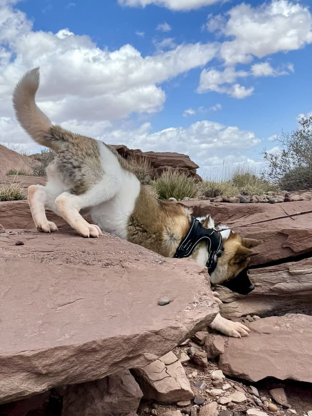 Painted Desert Akita Puppies media 11
