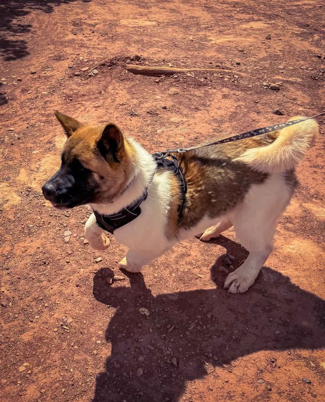 Painted Desert Akita Puppies media 12