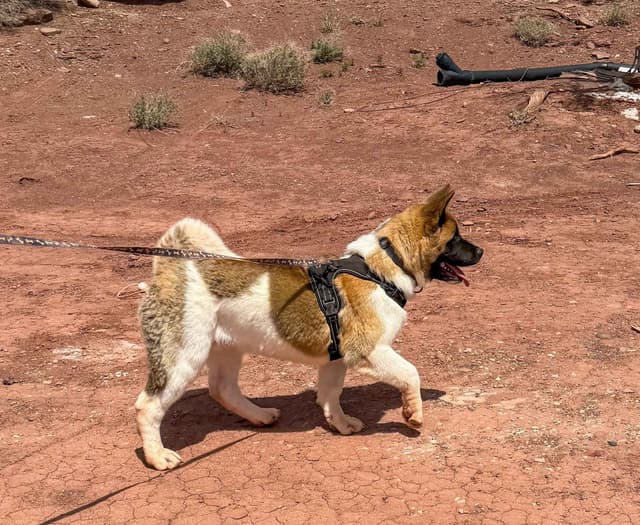 Painted Desert Akita Puppies media 13