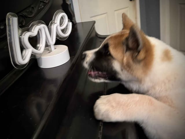 Painted Desert Akita Puppies media 14